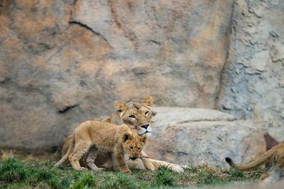 Lion lying on the ground