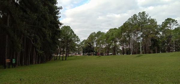 Trees on field against sky