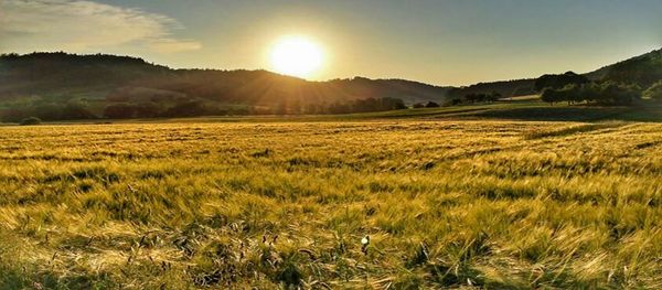 Scenic view of agricultural field against sky