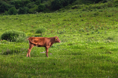 pasture