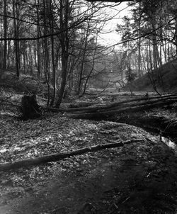 Bare trees in forest