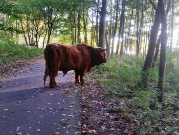 Cow on grass against sky