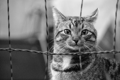 Close-up portrait of a cat