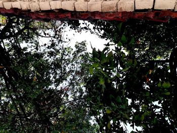 Low angle view of trees against sky