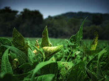 Close-up of plant growing on field