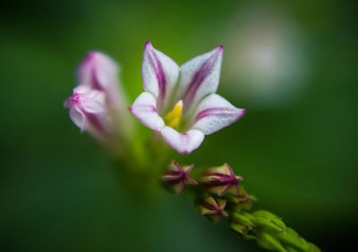 Close-up of flowers blooming outdoors