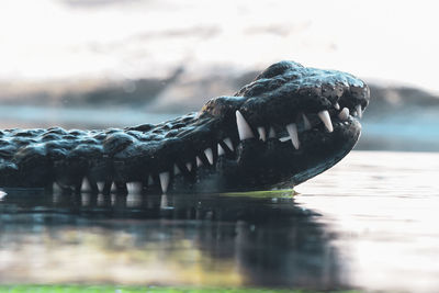 Close-up of crocodile in water