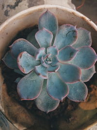 High angle view of potted plant