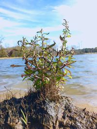 Close-up of plant by rock against sky