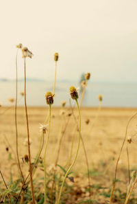 Close-up of wilted flower on field against sky