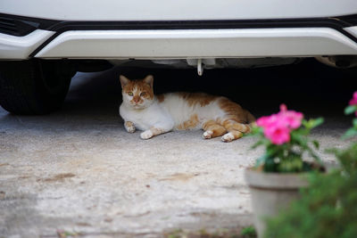 Portrait of cat resting on car