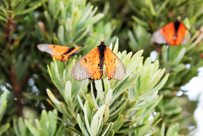 Close-up of butterfly pollinating on flower