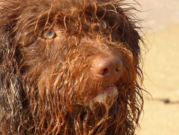 Close-up of wet spanish water dog looking up