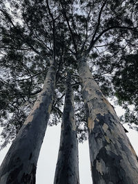 Low angle view of trees in forest