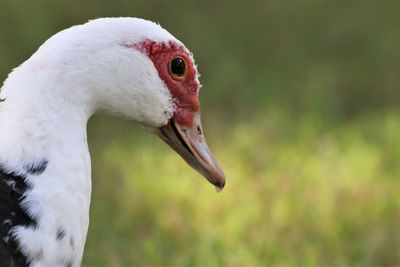 Close-up of a bird