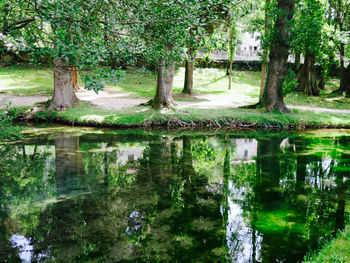 Reflection of trees in lake
