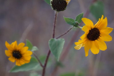 Close-up of yellow flowering plant