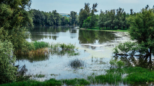 Scenic view of lake in forest against sky