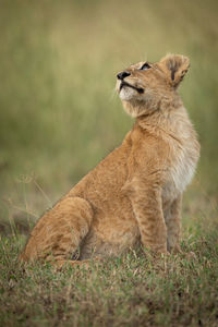 Lion cub sitting on grassy field