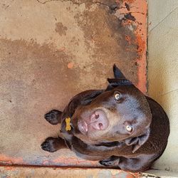 Close-up portrait of dog relaxing on ground