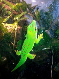 Fish swimming in sea