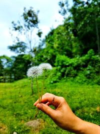 Cropped hand holding dandelion