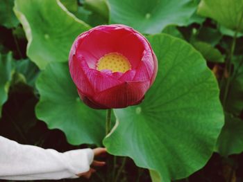 Cropped image of hand touching lotus water lily