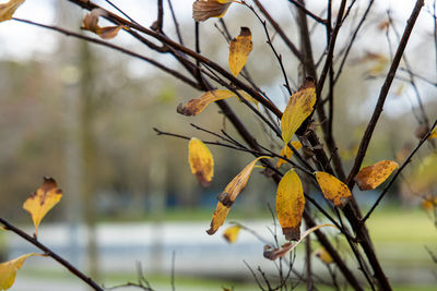 Close-up of wilted plant during autumn