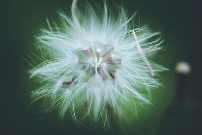 Close-up of dandelion