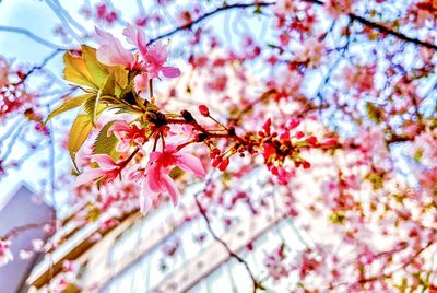 Close-up of pink cherry blossom on tree