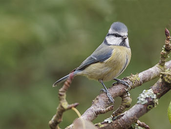 Close-up of bird perching on branch