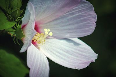 Close-up of white flowering plant