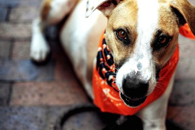 Close-up portrait of dog