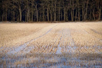 Scenic view of agricultural field