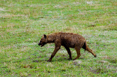 Side view of an animal on field