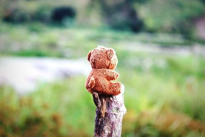 Close-up of teddy bear on wooden post