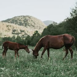 Horses grazing on grassy field against clear sky