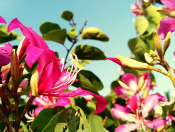 Close-up of pink flowers blooming against sky