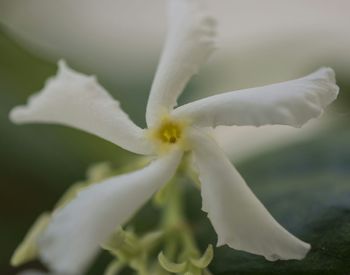 Close-up of white flowers