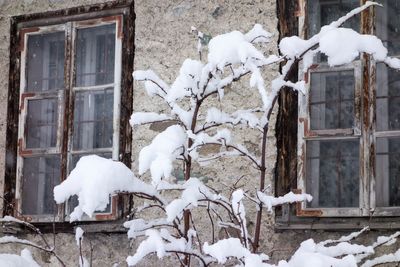 Snow covered bare trees by house