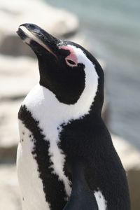 Close-up of penguin on snow