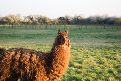 Horse in a field