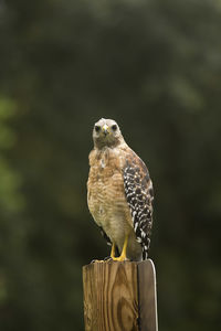 Close-up of bird perching on wooden post