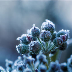 Close-up of frozen plant