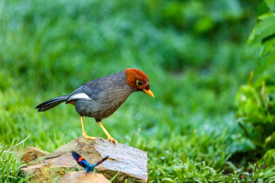 Close-up of bird perching on wood