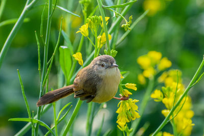 Close-up of bird perching on plant