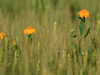 Close-up of yellow flowers blooming on field