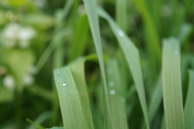 Close-up of wet grass