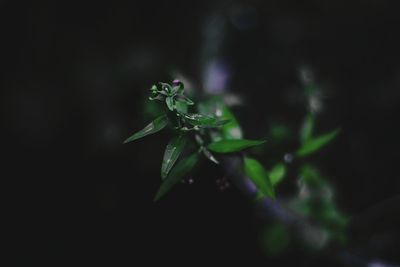 Close-up of green plant at night