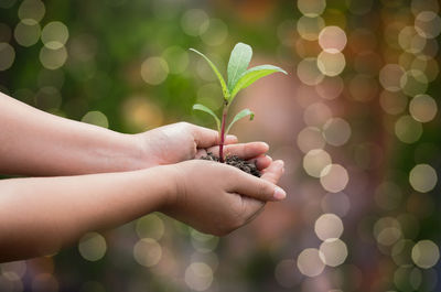 Cropped image of hands holding plant